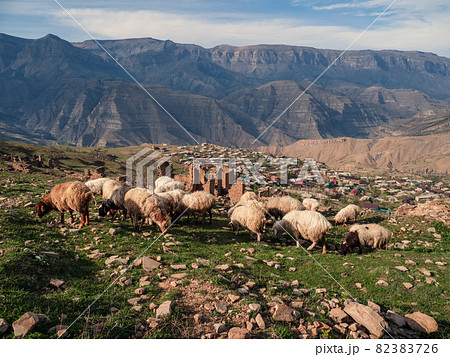 A flock of sheep graze high in the mountains in the background of the village. Dagestan. A flock of sheep graze high in the mountains in the background of the village. Dagestan. 82383726