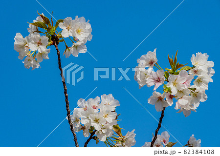 桜の花びら 82384108