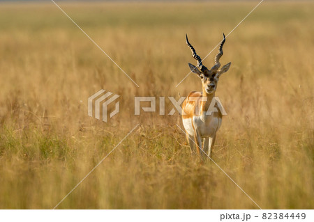 Wild male blackbuck or antilope cervicapra or indian antelope head on in grassland of tal chhapar sanctuary churu rajasthan india 82384449
