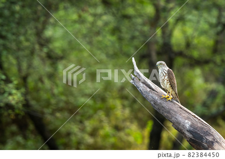 Shikra or Accipiter badius or little banded goshawk bird portrait perched in natural green background in outdoor wildlife safari at jhalana forest reserve jaipur india 82384450