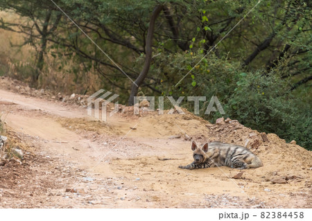 Striped hyena on forest track with a road block during outdoor jungle safari at forest of central india - hyaena hyaena 82384458