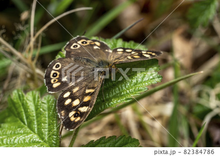 Speckled wood Butterfly (Pararge aegeria) Speckled wood Butterfly (Pararge aegeria) 82384786