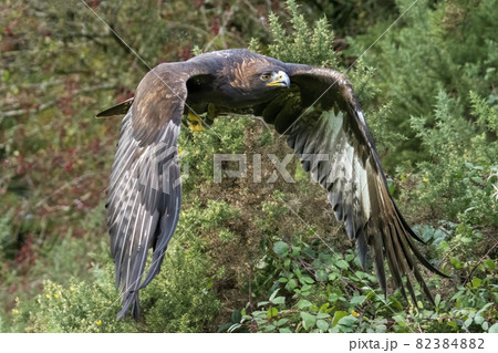 Golden Eagle (Aquila chrysaetos) Golden Eagle (Aquila chrysaetos) 82384882
