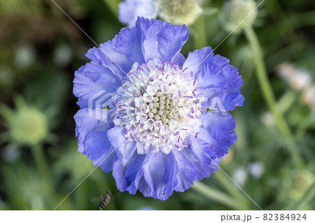 Scabiosa caucasica Scabiosa caucasica 82384924