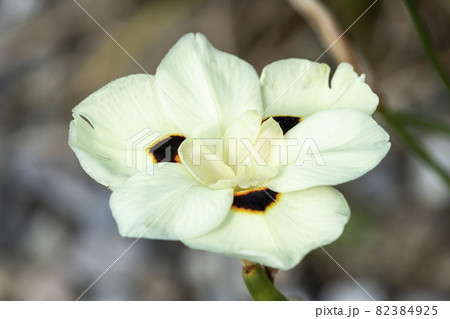 Dietes bicolor Dietes bicolor 82384925