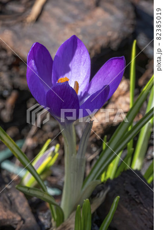 Crocus tommasiianus 'Whitewell Purple' 82385019