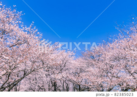 桜と青空 桜と青空 82385023