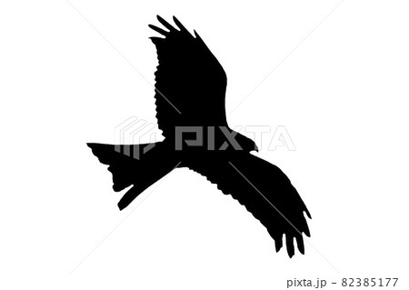 Red Kite raptor bird black silhouette Red Kite raptor bird black silhouette 82385177