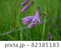 尾瀬の景色です。 82385183