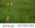 尾瀬の景色です。 82385184