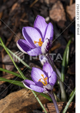 Crocus chrysanthus 'Spring Beauty' 82385462