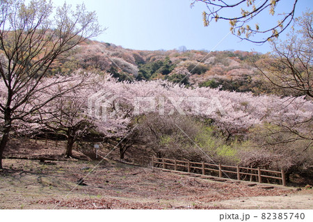 淡路島諭鶴羽ダム公園の桜【兵庫県】 82385740