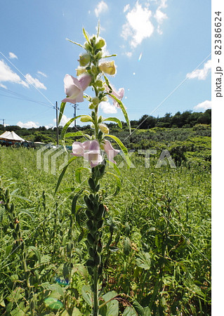 こまの花とゴマの鞘（さや） 82386624