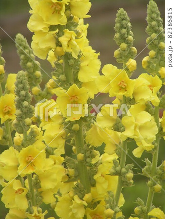 マーレイン マーレイン 82386815