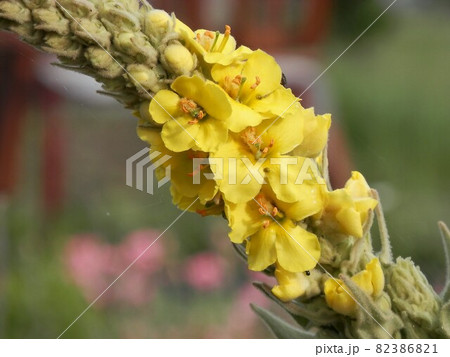 マーレイン マーレイン 82386821