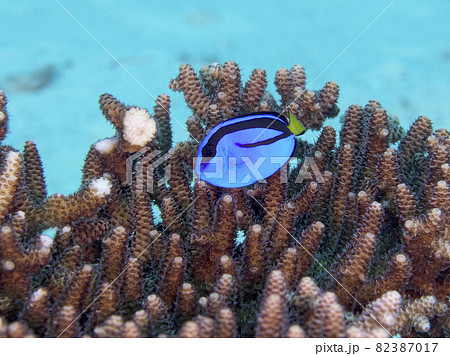 【水中写真】石垣島の海で出会った色とりどりの魚たち・ニモの仲間ナンヨウハギのドリー 【水中写真】石垣島の海で出会った色とりどりの魚たち・ニモの仲間ナンヨウハギのドリー 82387017
