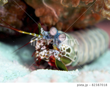 【水中写真】石垣島の海で出会った色とりどりの生き物たち・モンハナシャコ 【水中写真】石垣島の海で出会った色とりどりの生き物たち・モンハナシャコ 82387018