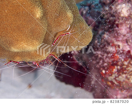 【水中写真】石垣島の海で出会った色とりどりの生き物たち・アカシマシラヒゲエビ 【水中写真】石垣島の海で出会った色とりどりの生き物たち・アカシマシラヒゲエビ 82387020