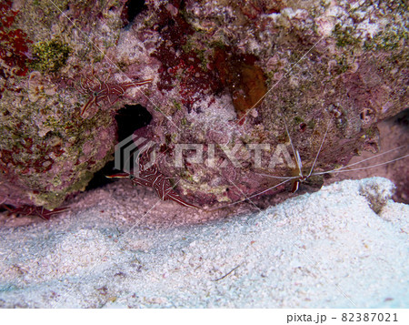 【水中写真】石垣島の海で出会った色とりどりの生き物たち・アカシマシラヒゲエビ 82387021