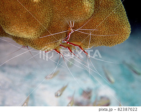 【水中写真】石垣島の海で出会った色とりどりの生き物たち・アカシマシラヒゲエビ 82387022