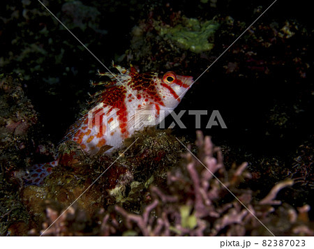 【水中写真】石垣島の海で出会った色とりどりの魚たち・サラサゴンベ 82387023