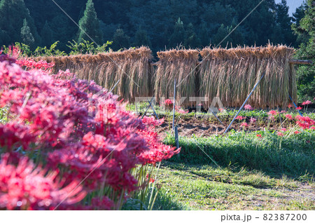 彼岸花の奥のはぜ掛け《秩父郡》 82387200