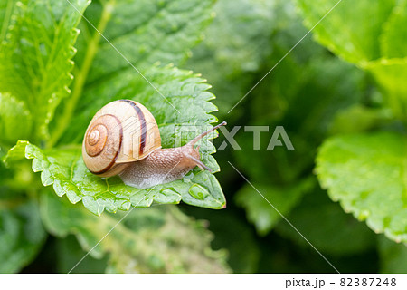 雨の日に見つけたカタツムリ 82387248