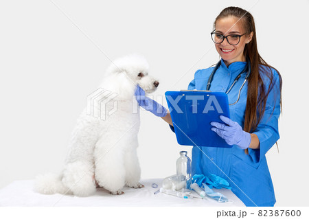 Portrait of young beautiful woman, veterinary examining a white poodle dog at vet clinic. Medicine, pet care, healthy lifestyle concept. Portrait of young beautiful woman, veterinary examining a white poodle dog at vet clinic. Medicine, pet care, healthy lifestyle concept. 82387600