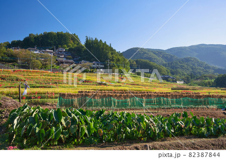 秋の寺坂棚田の風景《秩父郡》 秋の寺坂棚田の風景《秩父郡》 82387844