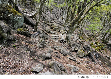 鶴見岳の樹林の登山道 鶴見岳の樹林の登山道 82388004