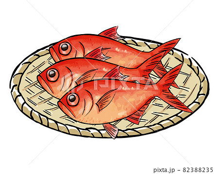 手描き 水彩風の金目鯛 のイラスト素材 35