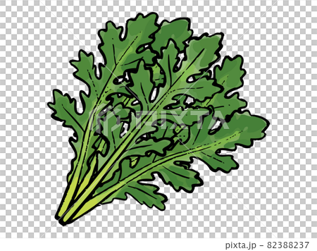 手描き　水彩風の春菊 82388237