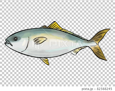 Hand-painted watercolor-style yellowtail - Stock Illustration [82388245 ...