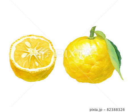 2つの柚子 水彩のベクター化イラスト 日本の伝統文化 食材 薬味 のイラスト素材 36 2つの柚子 水彩のベクター化イラスト 日本の伝統文化 食材 薬味 のイラスト素材 36