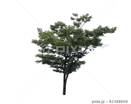 松 木 ヌキ 82388609