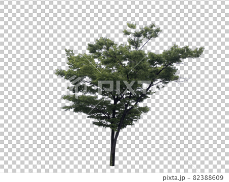 松 木 ヌキ 82388609