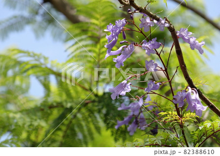 緑の中のジャカランダの花 緑の中のジャカランダの花 82388610