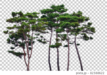 Pine tree isolated on the white background - Stock Illustration ...