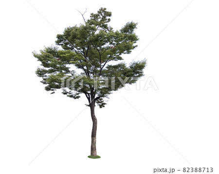 松 木 ヌキ 82388713