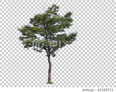 松 木 ヌキ 82388713