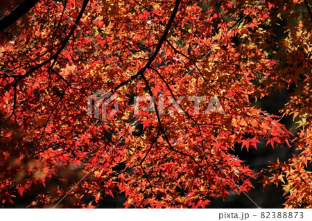 鮮やかな朱色は山のきれいな空気から 82388873