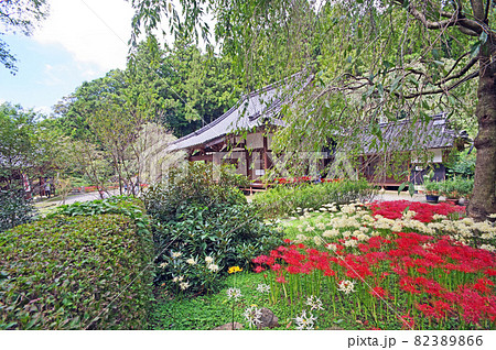 山口県美祢市花の山寺桜山南原寺本堂と満開の彼岸花 82389866