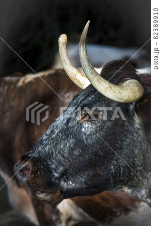 Longhorn cow in profile on English estate 82389910