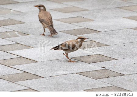若いムクドリ 若いムクドリ 82389912