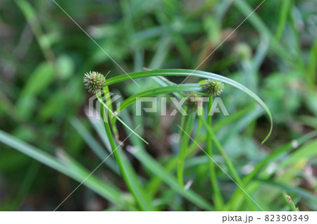 ヒメクグ 82390349