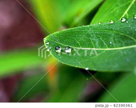 雨の朝の葉上の雨滴（ヒペリカムの葉の上で転がる水滴） 82390361