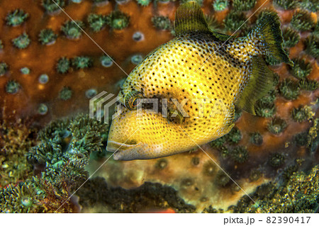 Titan Triggerfish, Lembeh, North Sulawesi, Indonesia 82390417