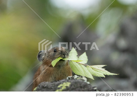大雪山　貯食行動のエゾナキウサギ 82390953