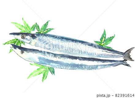 水彩で描いた秋刀魚のイラストのイラスト素材 [82391614] - PIXTA