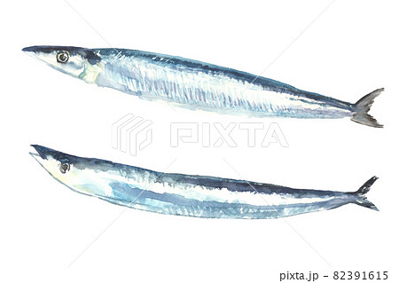 水彩で描いた秋刀魚のイラストのイラスト素材